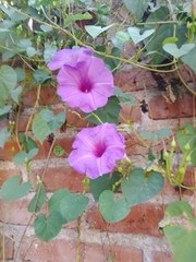 Ipomoea pedicellaris