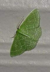 Synchlora frondaria