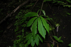 Arisaema macrospathum