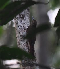 Deconychura longicauda