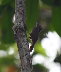 Deconychura longicauda