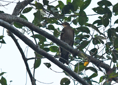 Turdus