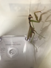 Mantidae