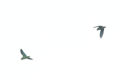 Nannopsittaca dachilleae