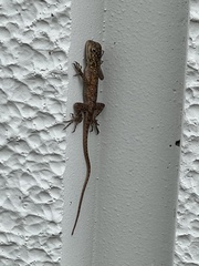 Agama picticauda