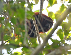Alouatta seniculus puruensis