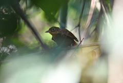 Automolus ochrolaemus