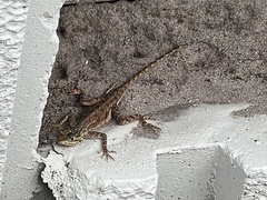 Agama picticauda