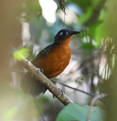 Myrmelastes hyperythrus