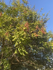 Koelreuteria paniculata