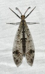 Dendroleon obsoletus
