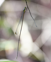 Mecistogaster ornata