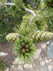 Pinus aristata