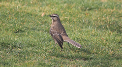 Mimus thenca