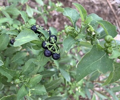 Solanum emulans