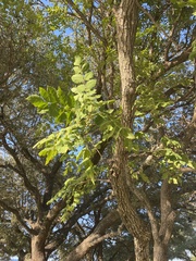 Koelreuteria paniculata