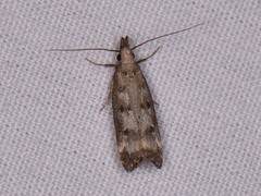 Dichomeris inversella