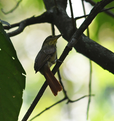 Anabacerthia ruficaudata