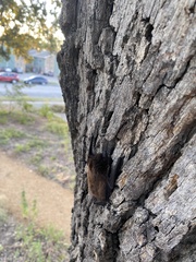 Nycticeius humeralis