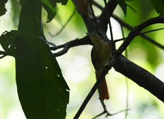 Anabacerthia ruficaudata