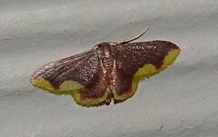 Lophosis labeculata