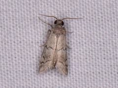 Cacotherapia flexilinealis