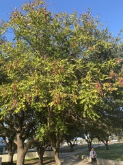 Koelreuteria paniculata