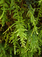 Kindbergia oregana