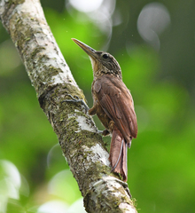 Xiphorhynchus guttatus