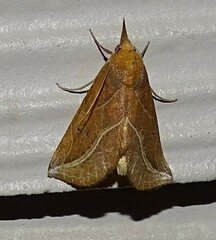 Phyprosopus callitrichoides