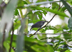Myrmotherula menetriesii