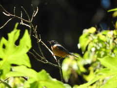 Diglossa baritula