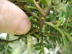 Madarococcus totarae