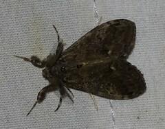 Dasychira vagans