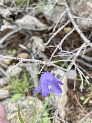 Campanula rotundifolia