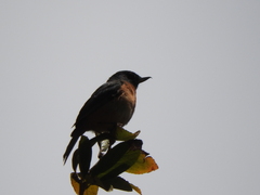 Diglossa baritula