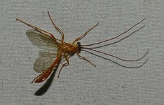 Enicospilus americanus-complex
