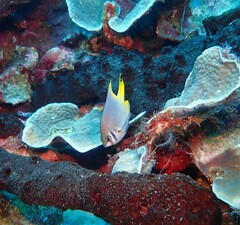 Neoglyphidodon nigroris