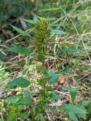 Acalypha