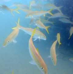 Mulloidichthys vanicolensis