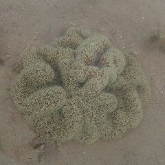 Stichodactyla gigantea