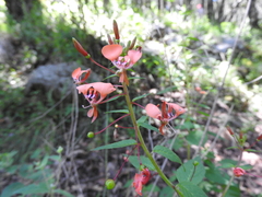 Lopezia racemosa