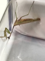 Mantidae