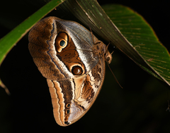 Caligopsis seleucida