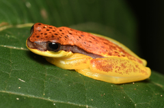 Dendropsophus rhodopeplus