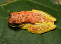 Dendropsophus rhodopeplus