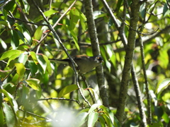 Junco phaeonotus