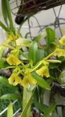 Epidendrum difforme