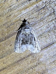 Protodeltote muscosula