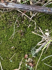 Tortella tortuosa